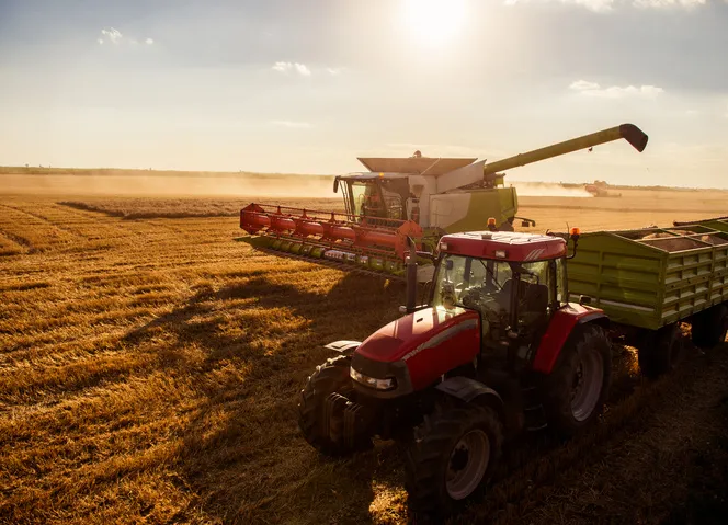 Harvesting the wheat